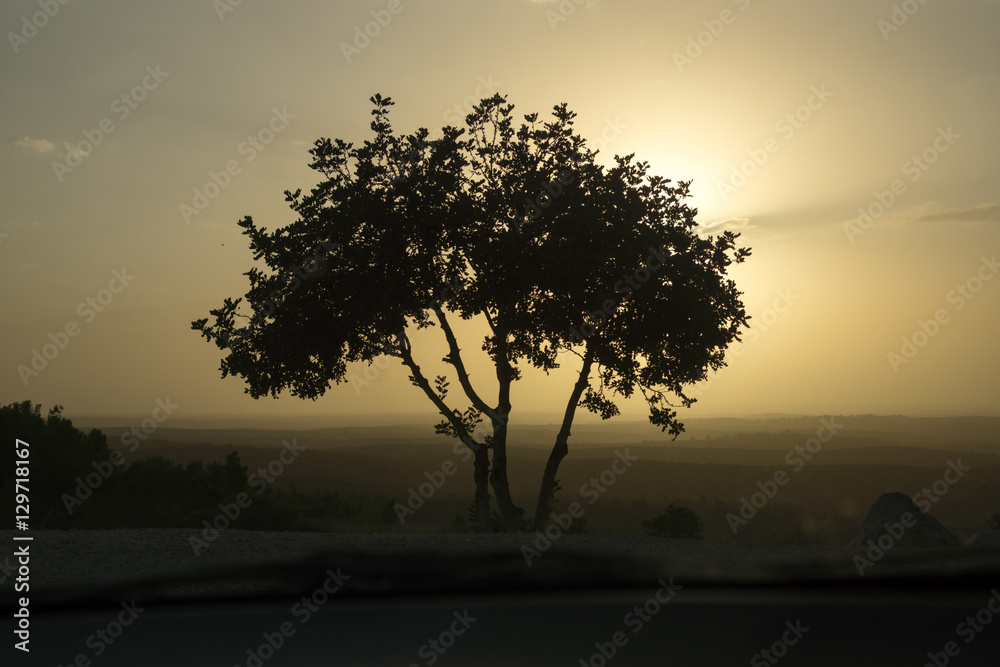 Alone tree in the sunset, beautiful shadow