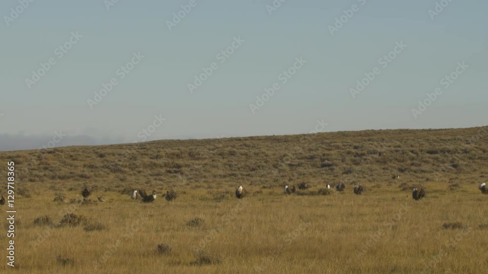 Sage Grouse Lek Establishing Shot - with fighting Sage Grouse Lek Establishing Shot - with fighting