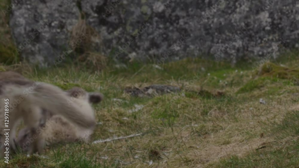 Slow Motion - Arctic Fox Kits Biting and Fighting 02 Slow Motion - Arctic Fox Kits Biting and Fighting 02