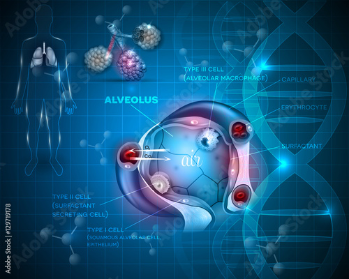 Respiration system organs. Lungs and closeup of alveolus abstract scientific background, oxygen and carbon dioxide exchange between alveoli and capillaries, external respiration mechanism.