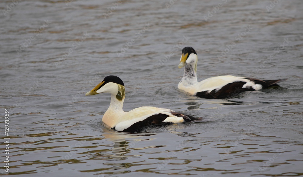 Eider Ducks in the sea Eider Ducks in the sea