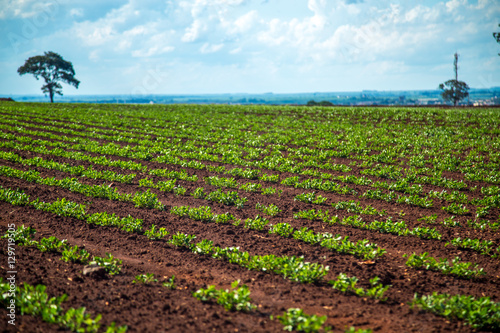 plantação amendoim