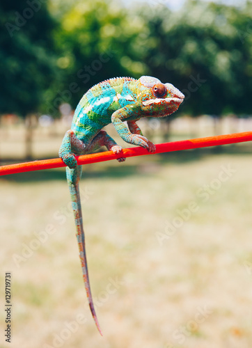 Bright and colorful panther chameleon sitting on a branch