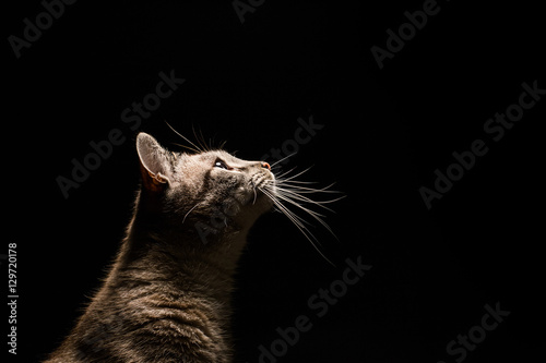 Cat in black background