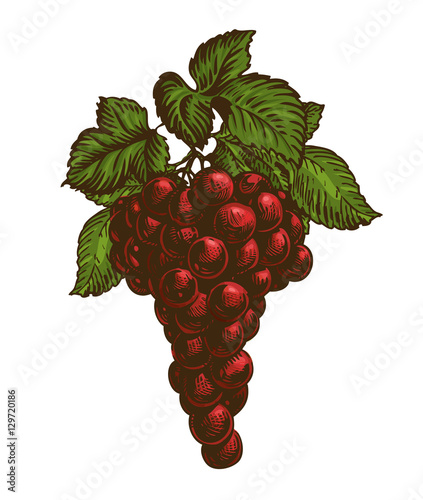 Bunch of red grapes isolated on white background. Vector illustration