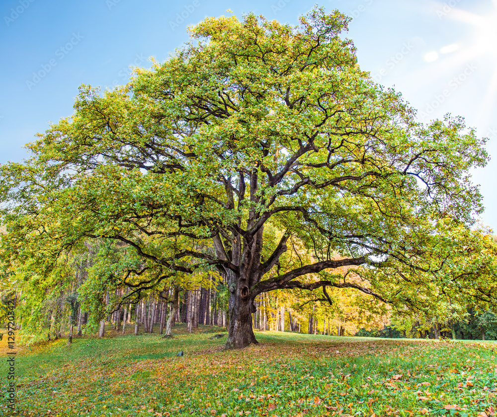 Naklejka premium Old lonely oak tree in the park against the blue sky with sun in Serbia.