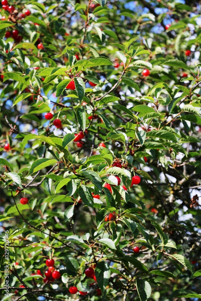 Ripe sour cherries on branch in summer