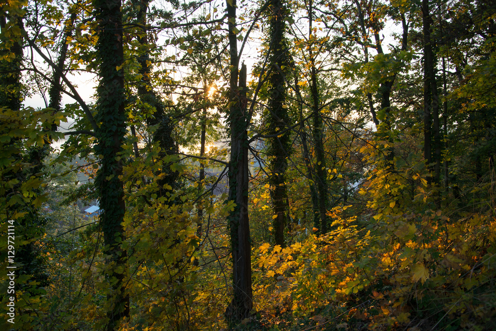 Herbstwald Herbstwald