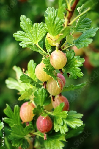 Ripe gooseberries on shrub in summer in Sweden, Scandinavia photo