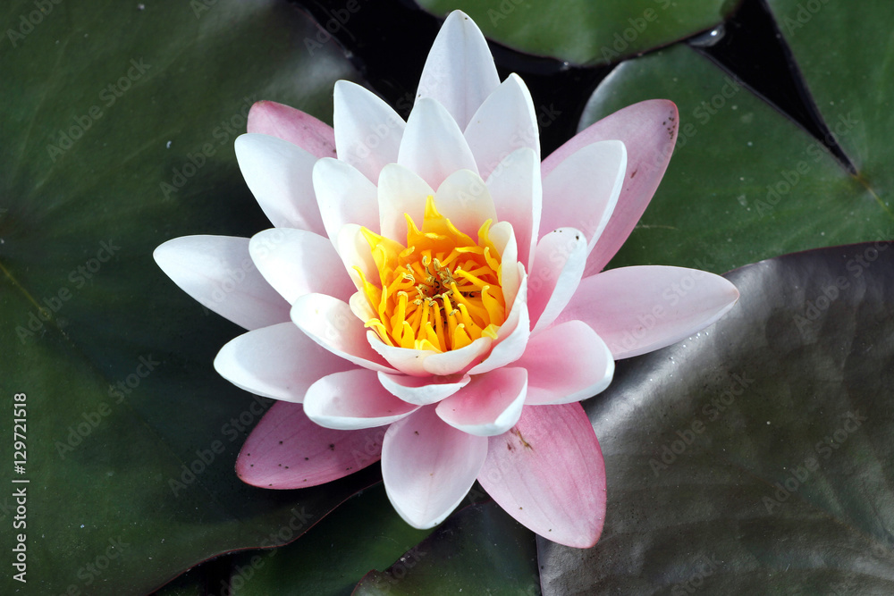 Beautiful waterlily close-up in a natural lake in a sunny day Beautiful waterlily close-up in a natural lake in a sunny day