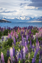 Crédence de cuisine Nouvelle-Zélande Lupins en fleurs au lac Tekapo  © cloud9works