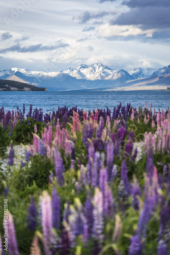 Flowering of lupins in Lake Tekapo, New Zealand