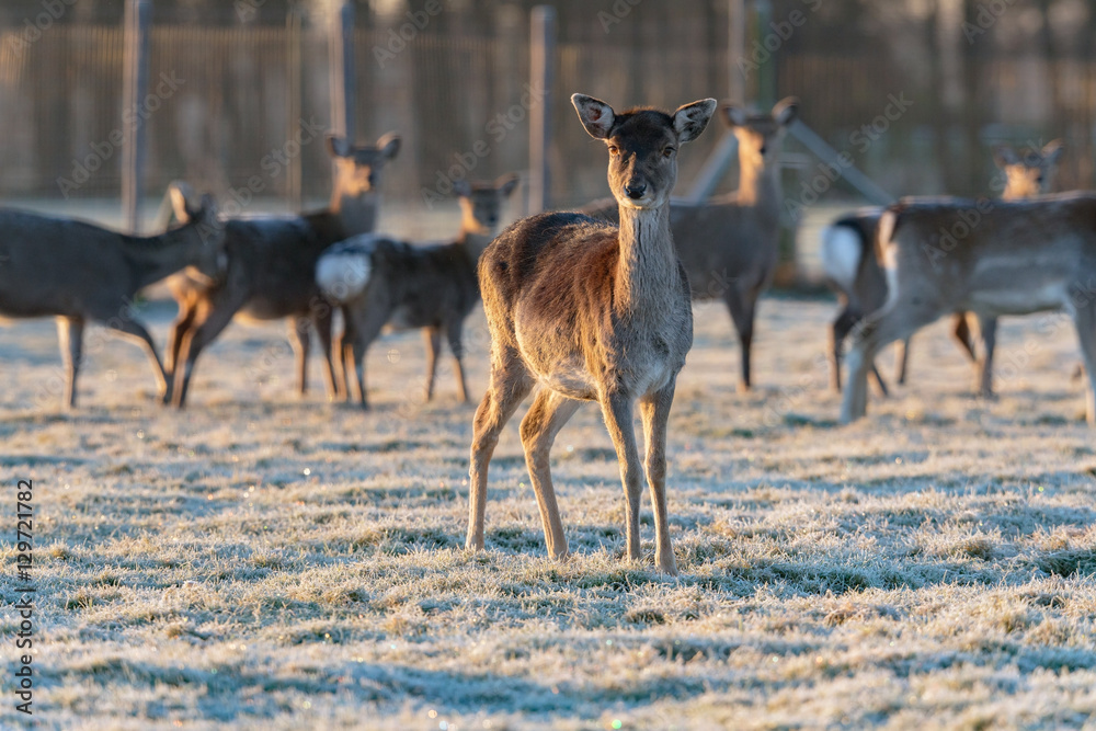 Obraz premium Fallow deer calf standing in frozen grass with herd in the backg