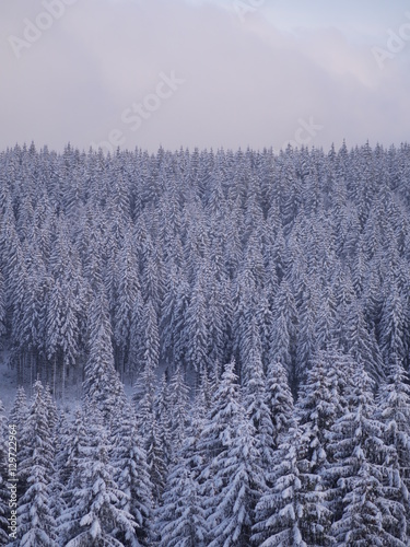 winter landscape fir