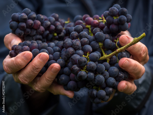 Harvesting of blue grapes for making red wine