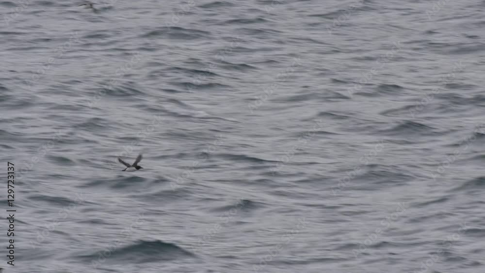 Slow motion - guillemots flying low across ocean Slow motion - guillemots flying low across ocean