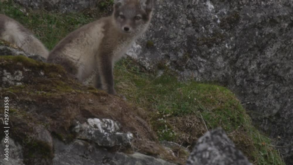 Arctic Fox Kits - Slow Motion Playing Behind Rocks Arctic Fox Kits - Slow Motion Playing Behind Rocks