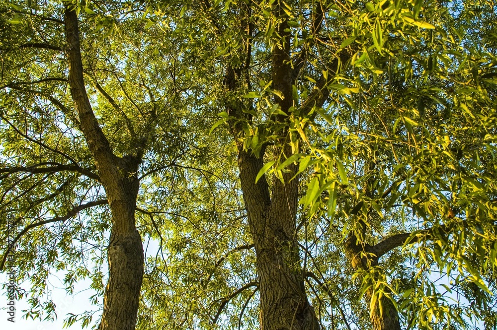 Obraz premium Baumkrone in Abendsonne