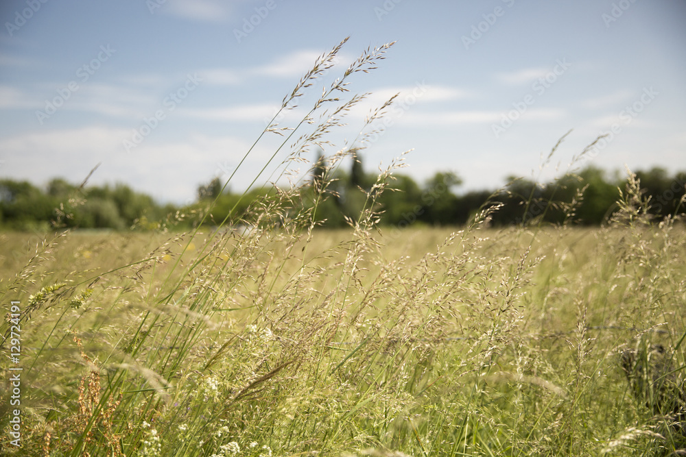 Obraz premium view over a field with wild grass