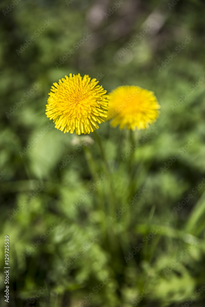 Yellow dandelion flower isolated on green meadow. Yellow dandelion flower isolated on green meadow.