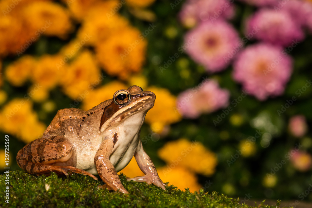 Naklejka premium Wood Frog