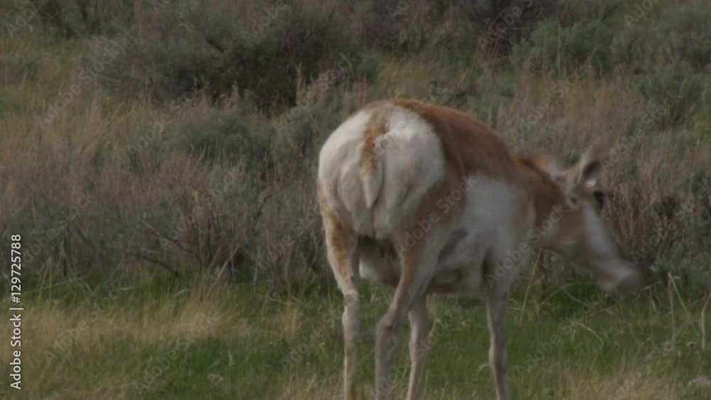 Pregnant female pronghorn antelope grazes on grass Pregnant female pronghorn antelope grazes on grass