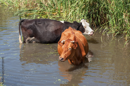 two cows standing in the river