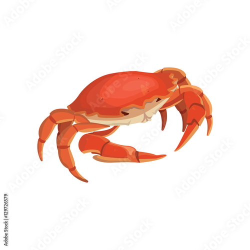 vector red crab, shellfish realistic illustration