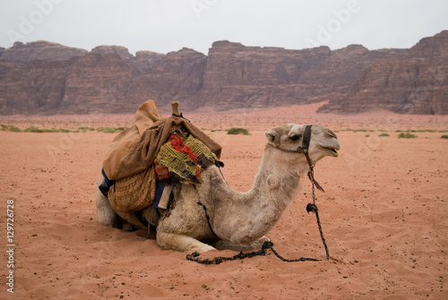 Resting camel  Wadi Rum desert  Jordan
