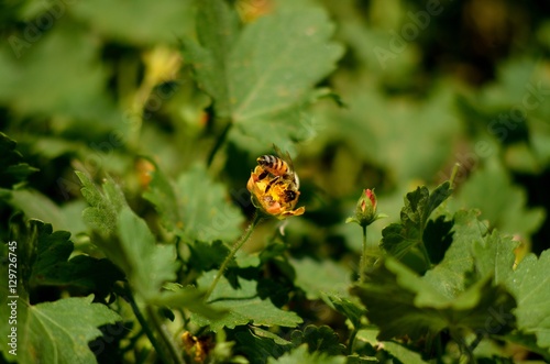 Bee on flower