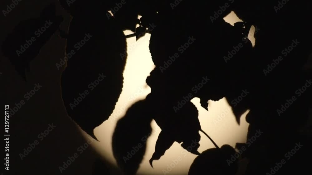 Looking at a full moon through the leaves of a tree