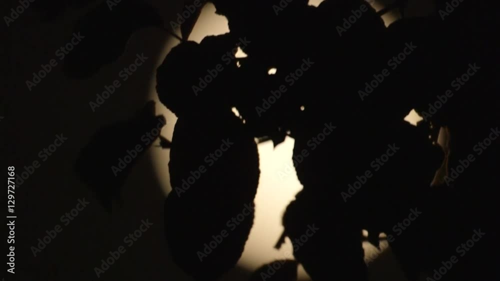 Looking at a full moon through the leaves of a tree
