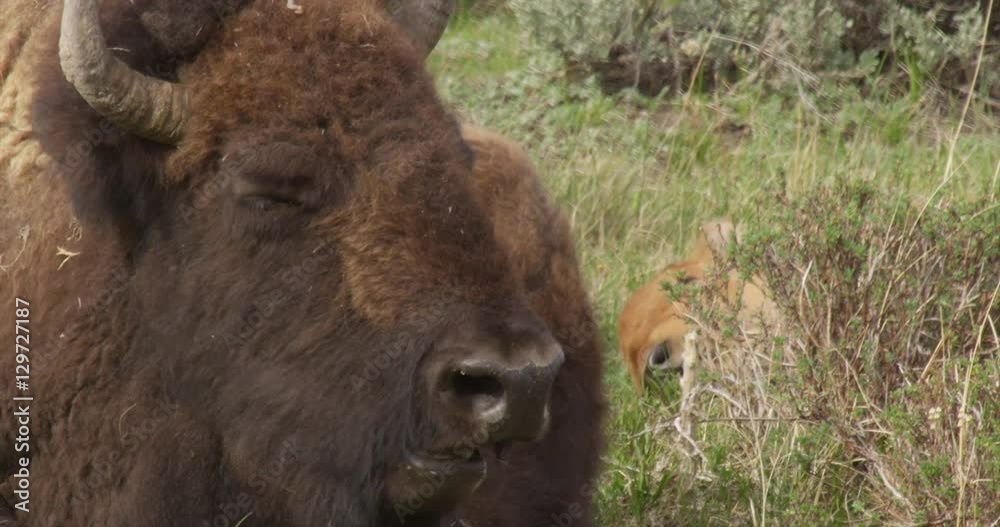 Bison placidly chews its cud in Yellowstone Bison placidly chews its cud in Yellowstone