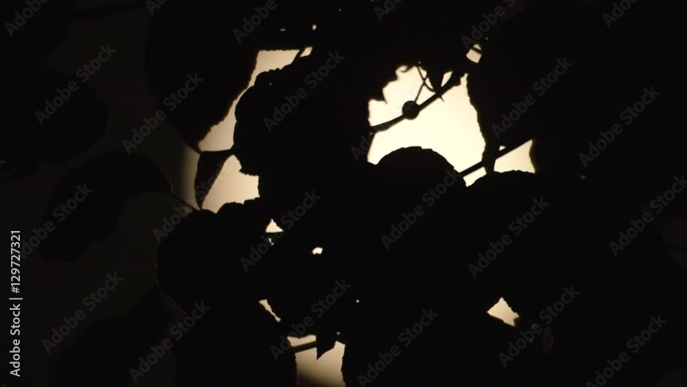 Looking at a full moon through the leaves of a tree Looking at a full moon through the leaves of a tree