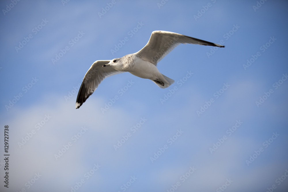 Seabird flying