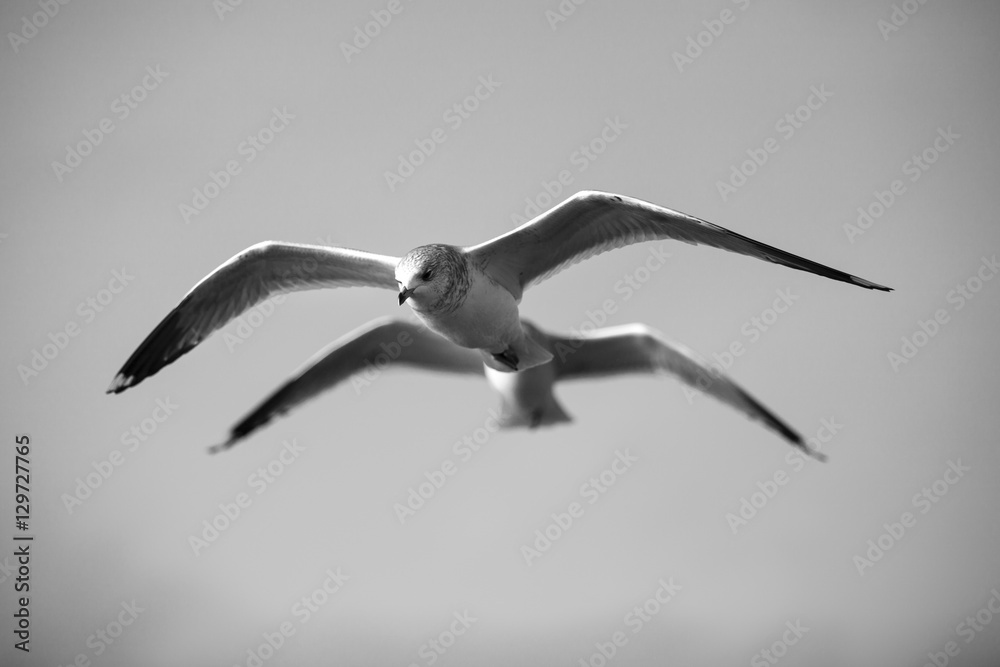 Fototapeta premium Seabirds flying