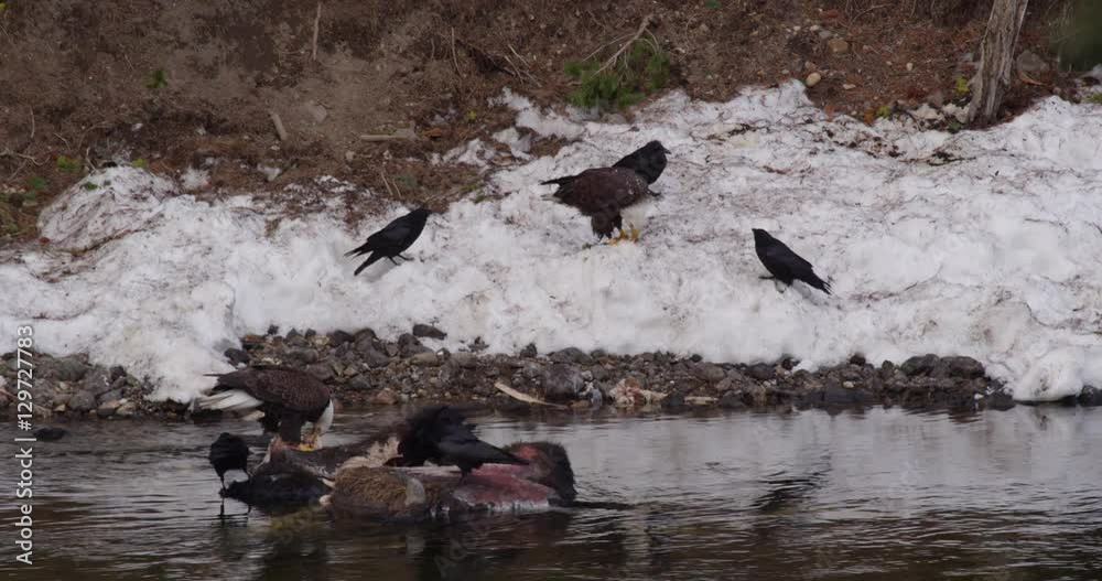 Three eagles chase each other around snowy bank near carcass