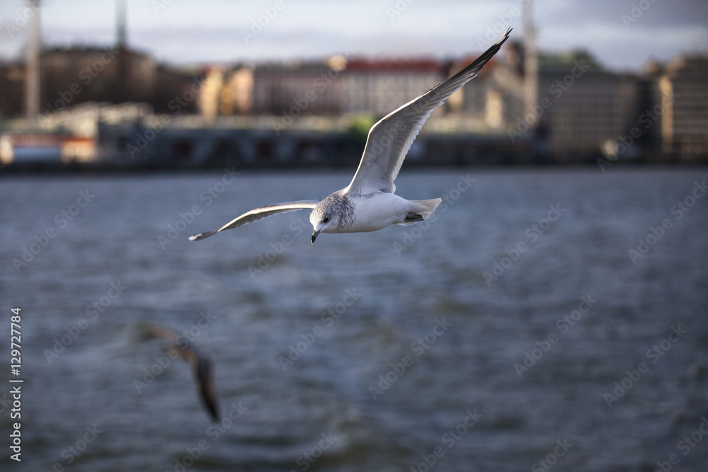 on the sea in the offing of Helsinki with seabirds flying around on the sea in the offing of Helsinki with seabirds flying around