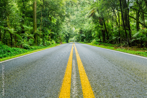 Forest road near Rotorua, New Zealand