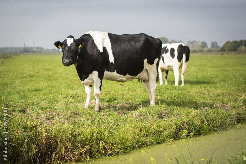 Dutch Holstein dairy cow grazing in field, the Netherlands