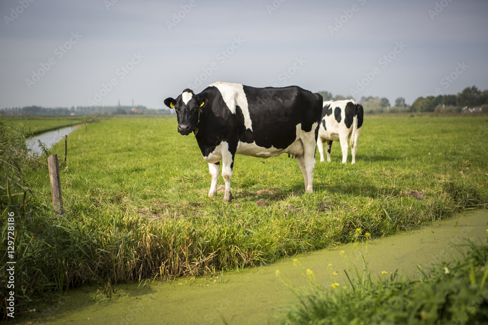 Dutch Holstein dairy cow grazing in field, the Netherlands Dutch Holstein dairy cow grazing in field, the Netherlands