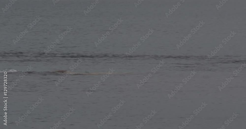Two walruses playing in the water near a rocky shore Two walruses playing in the water near a rocky shore