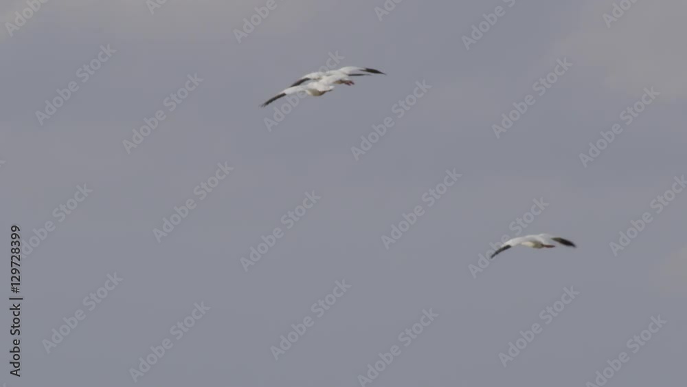 Slow motion - light on wings of snow geese gliding into marsh
