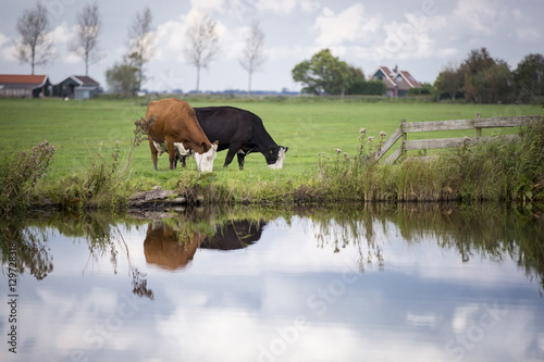Dutch Holstein dairy cows grazing in field  the Netherlands