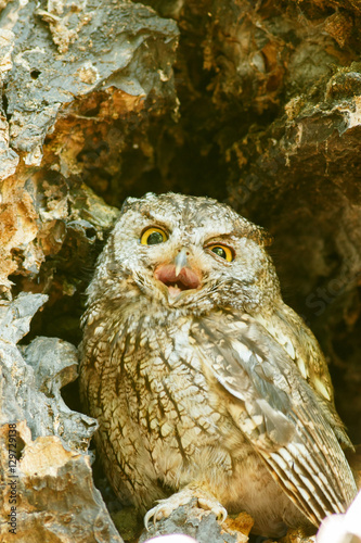 Western screech owl sits in an oak tree