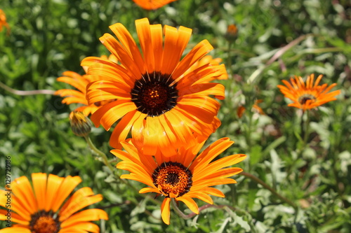  Orange Namaqualand Daisy  flower  or Glandular Cape Marigold  African Daisy  Sun Marigold  in St. Gallen  Switzerland. Its Latin name is Dimorphotheca Sinuata  native to South Africa.