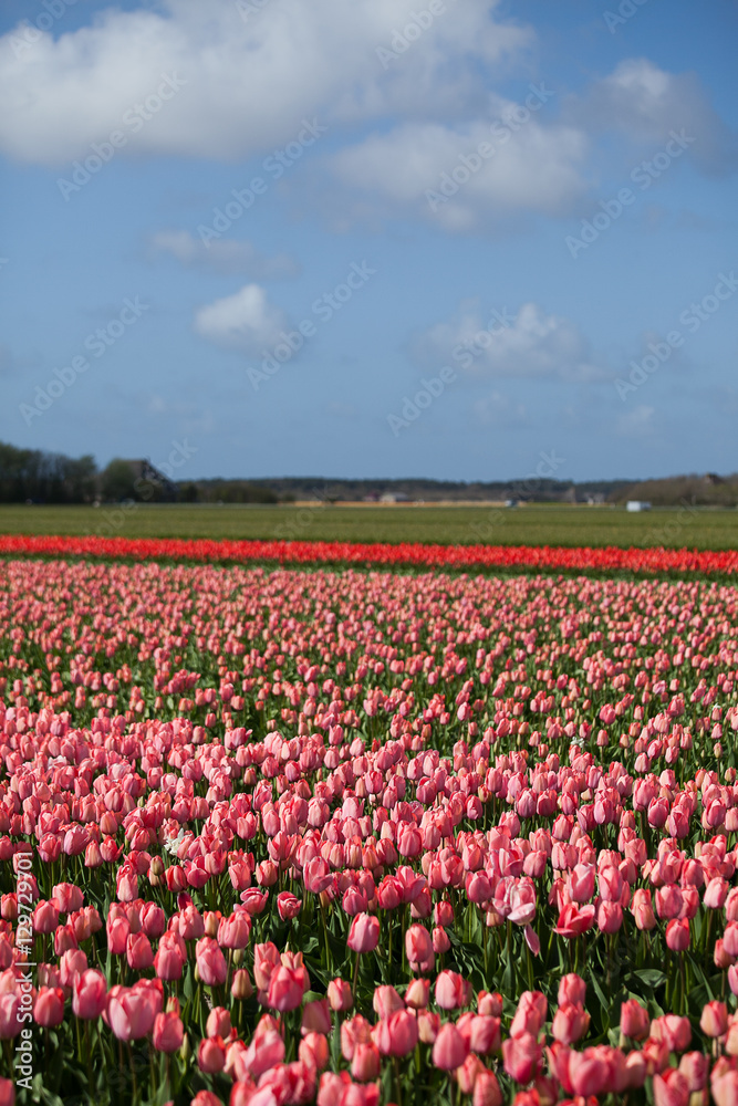 Spring in the Netherlands, pink tulips field with blue sky and white clouds background