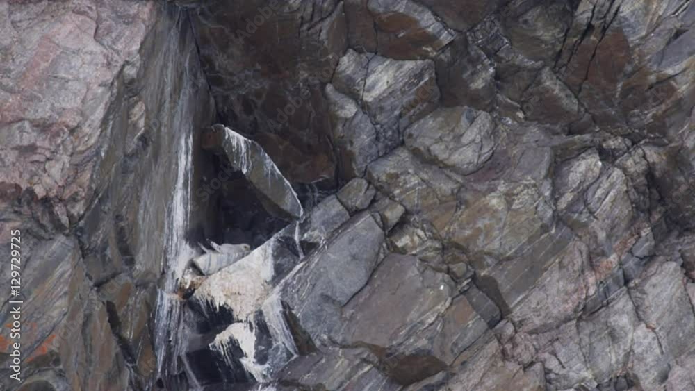 Gyre falcon calls to mate while resting on nest in cliff