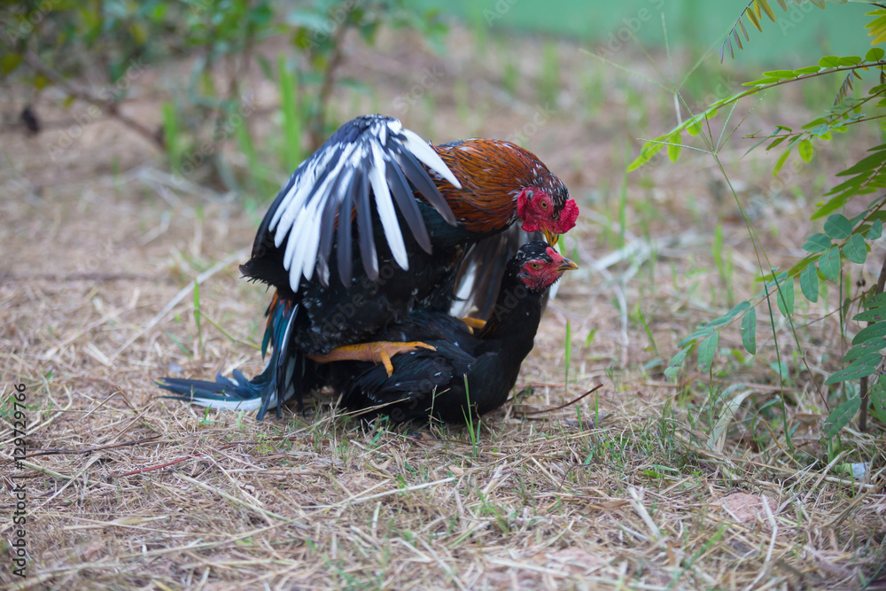 Mating Cockfight in nature,Thailand Mating Cockfight in nature,Thailand