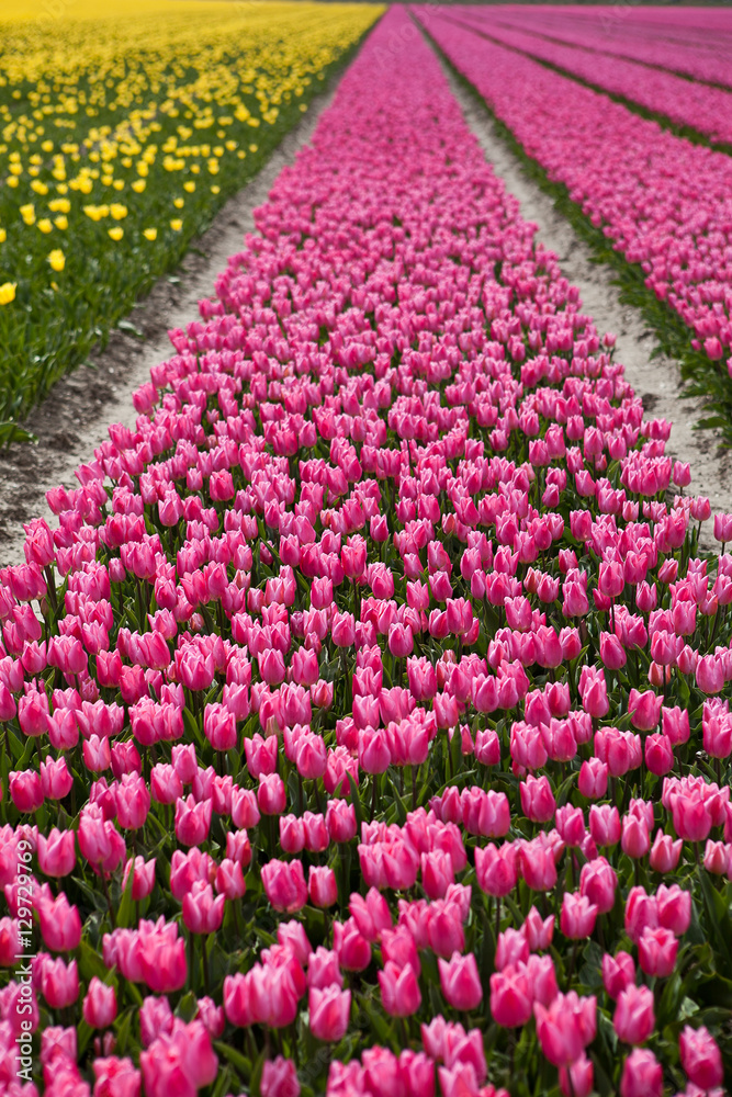 Spring in the Netherlands, pink tulips field